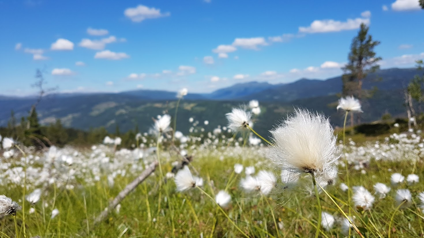 Myrull i front, fjellandskap i bakgrunnen