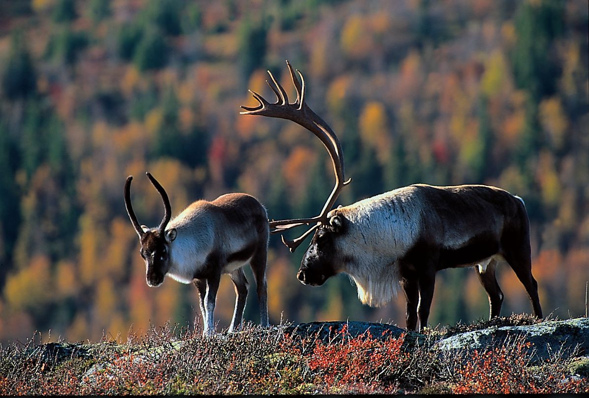 To reinsdyr i høstlandskap